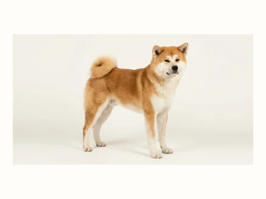 秋田犬の全身イメージ