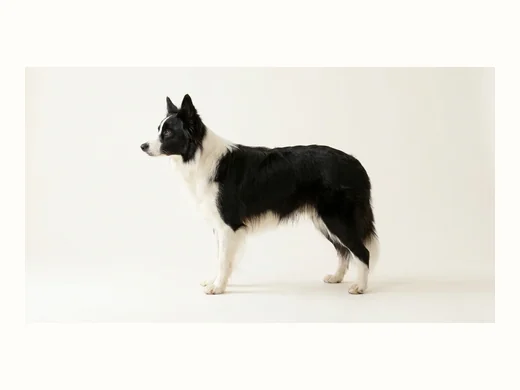 ボーダーコリーの全身イメージ