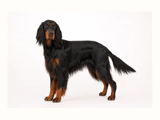 ゴードンセッターの全身イメージ