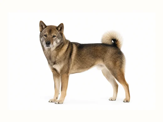北海道犬の全身イメージ
