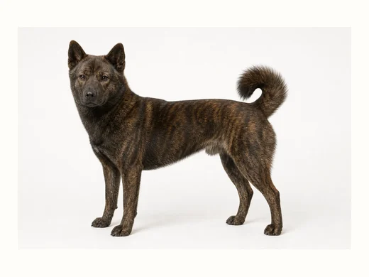 甲斐犬の全身イメージ