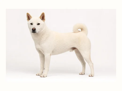 紀州犬の全身イメージ