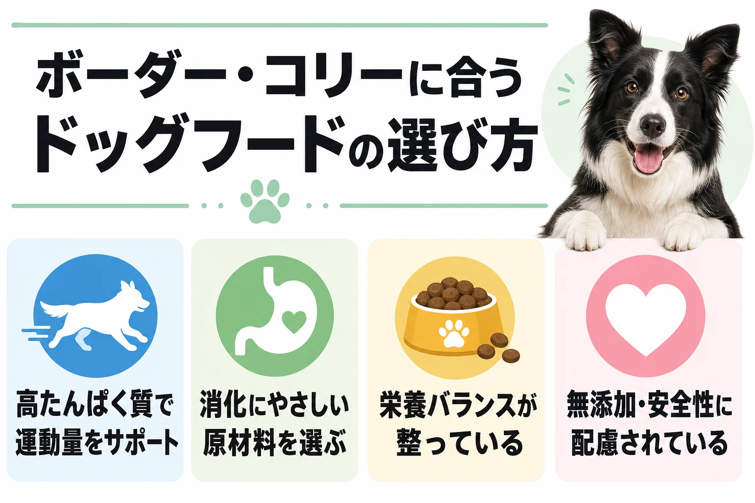ボーダー・コリーに合うドッグフードの選び方