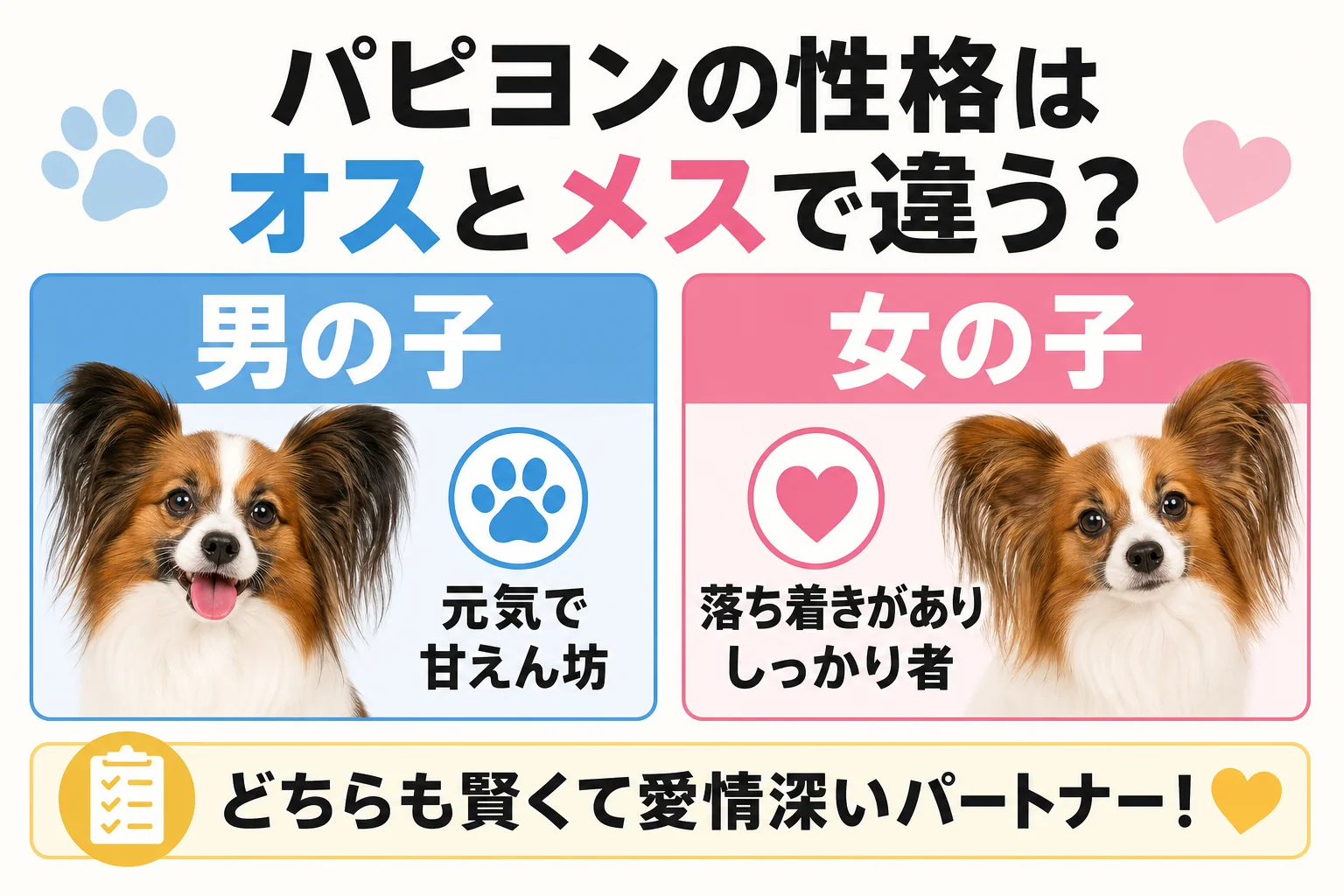 パピヨンの性格はオスとメスで違う?男の子・女の子の比較