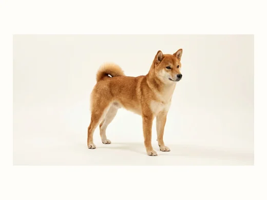 柴犬の全身イメージ