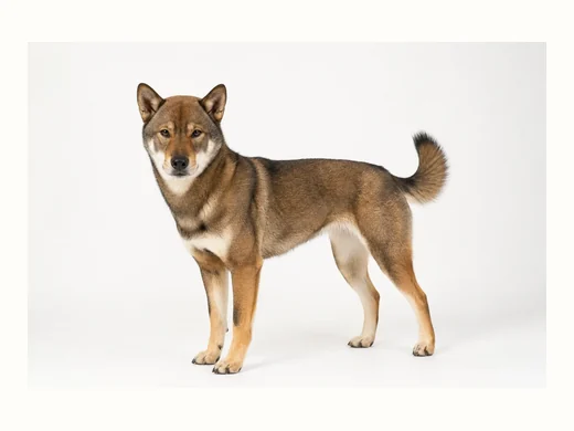 四国犬の全身イメージ