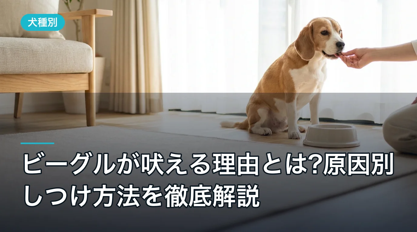 ビーグルが吠える理由とは?原因別しつけ方法を徹底解説