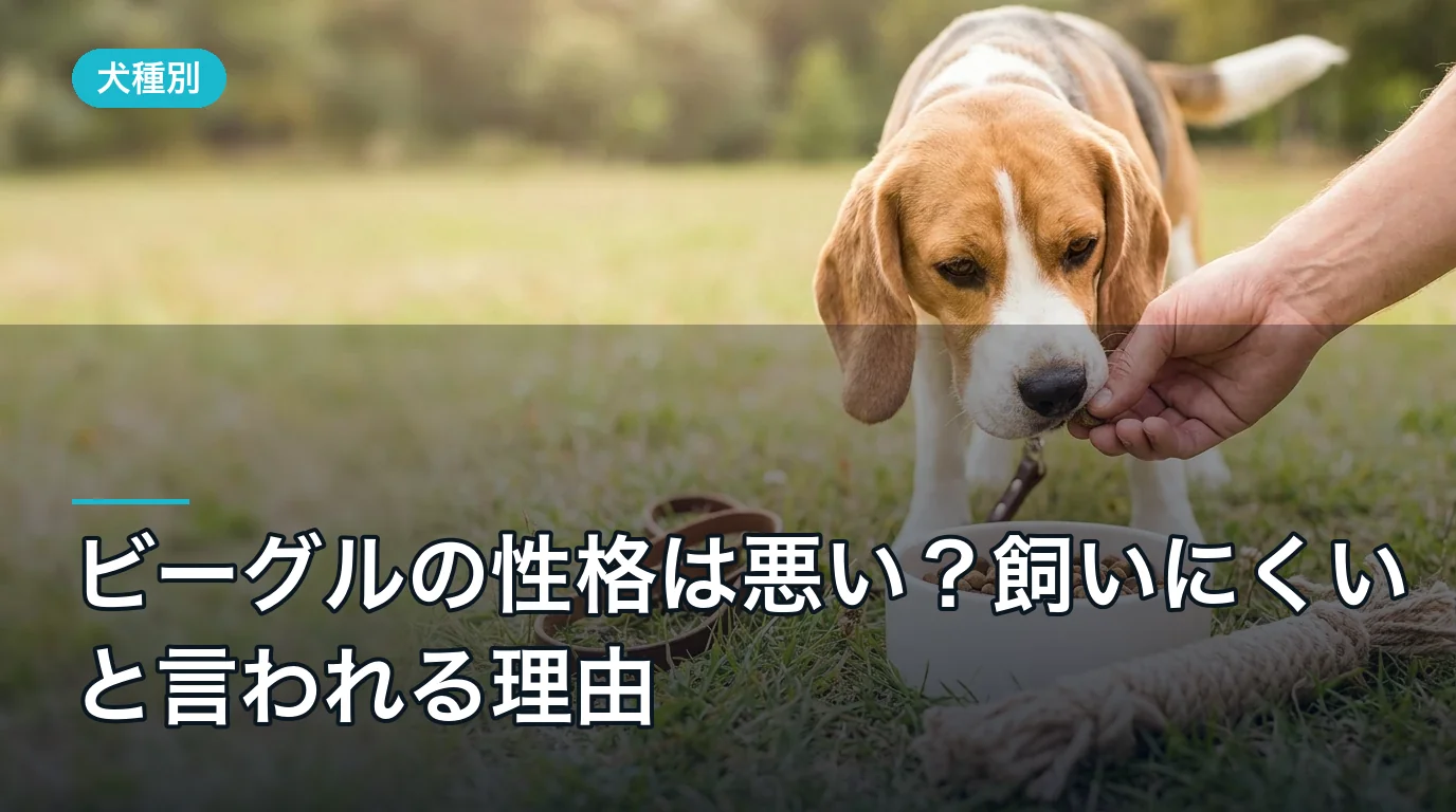 ビーグルの性格は悪い？飼いにくいと言われる理由