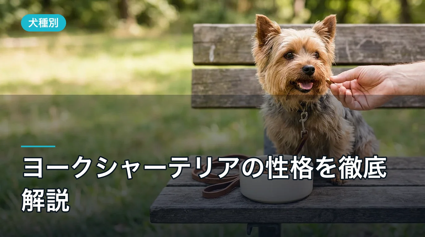 ヨークシャーテリアの性格を徹底解説|オス・メスの違いも