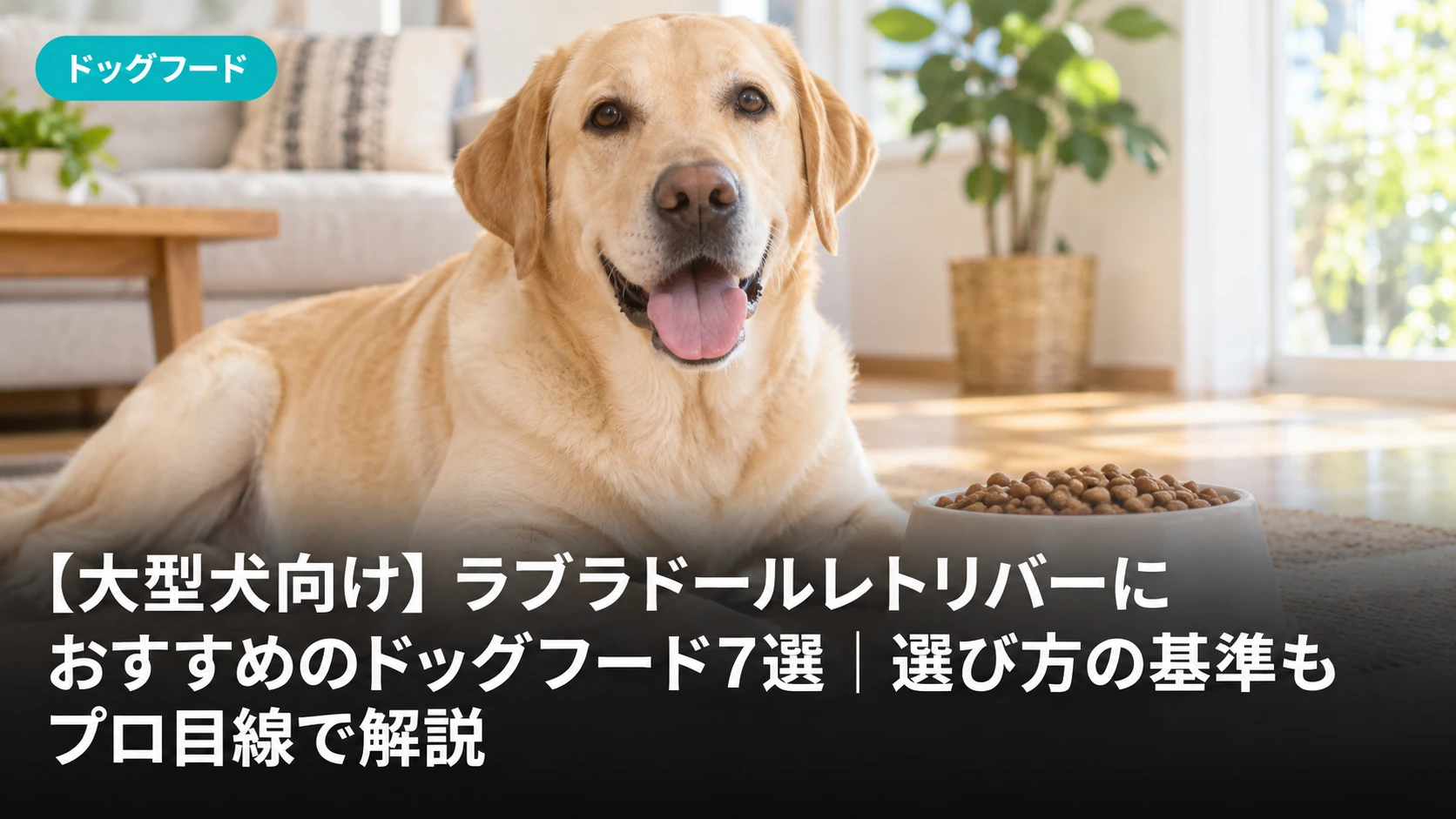 【大型犬向け】ラブラドールレトリバーにおすすめのドッグフード7選｜選び方の基準もプロ目線で解説