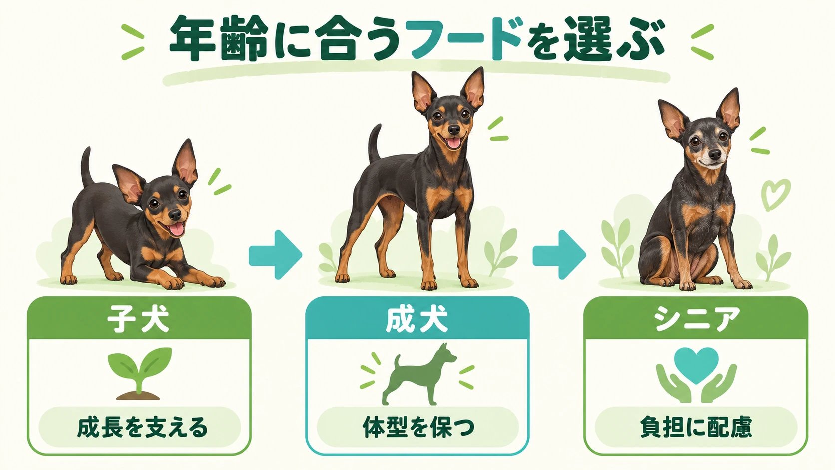 年齢に合うフードを選ぶ