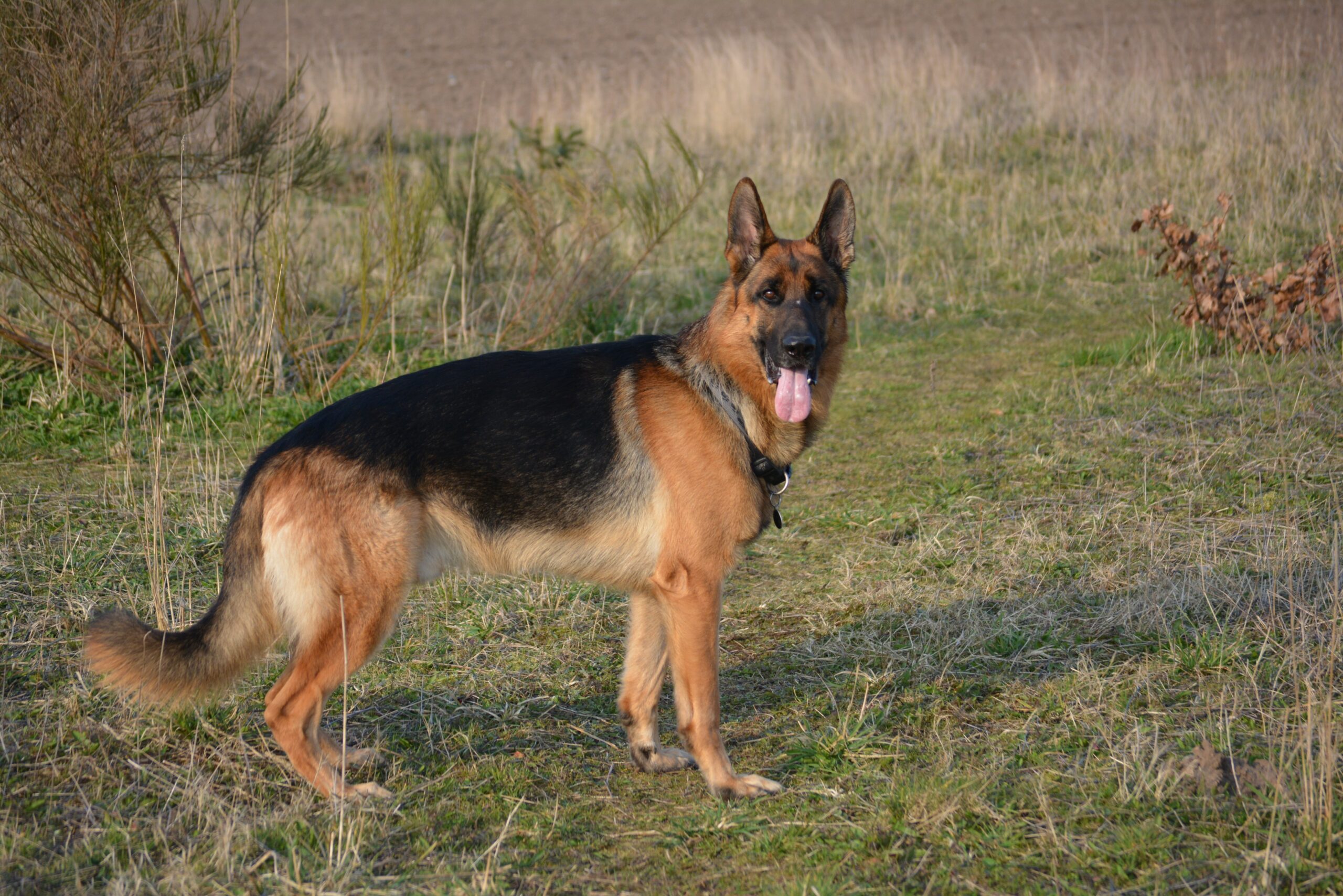 ジャーマンシェパードってどんな犬?フード選びに関わる体の特徴