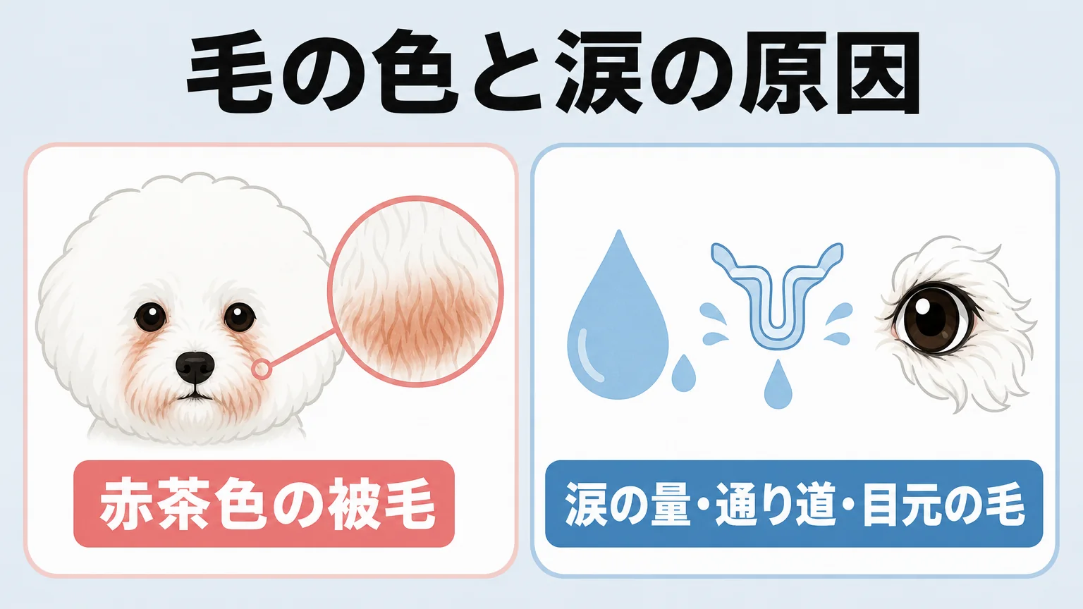 ビションフリーゼの涙やけと食事の関係