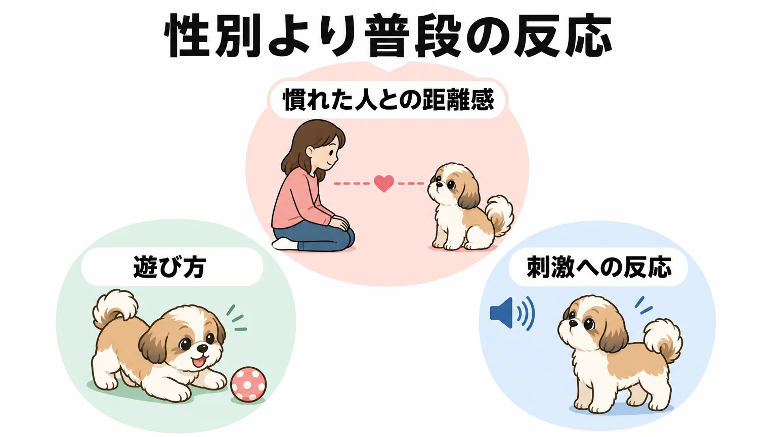 オス・メスで性格は決まる？シーズーの個体差を見極めるポイント