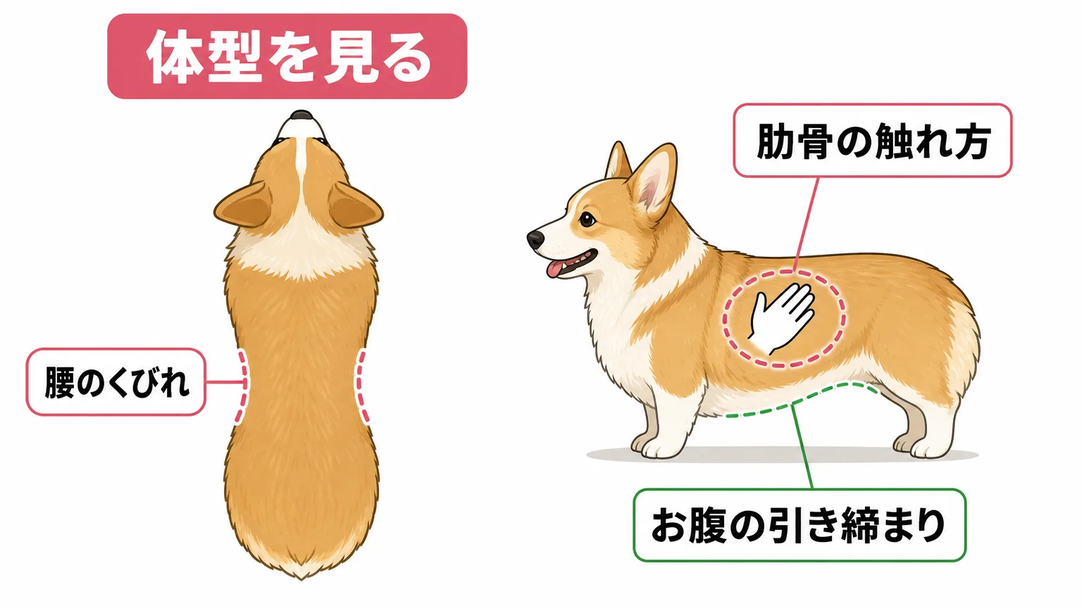 コーギーのダイエット用フードの選び方
