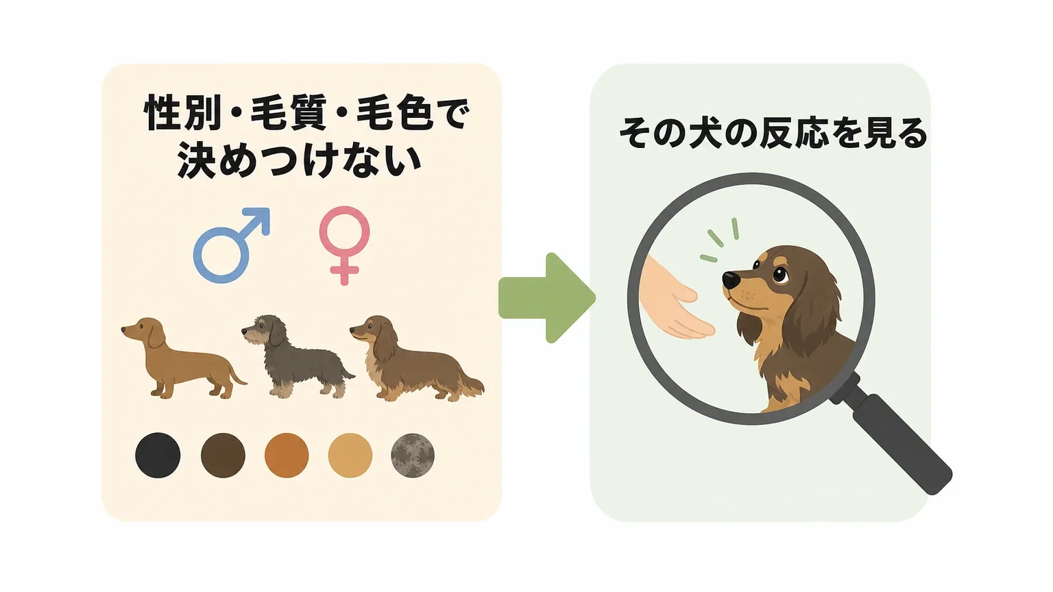 オス・メス、毛質、毛色で性格は決まる？個体差の考え方