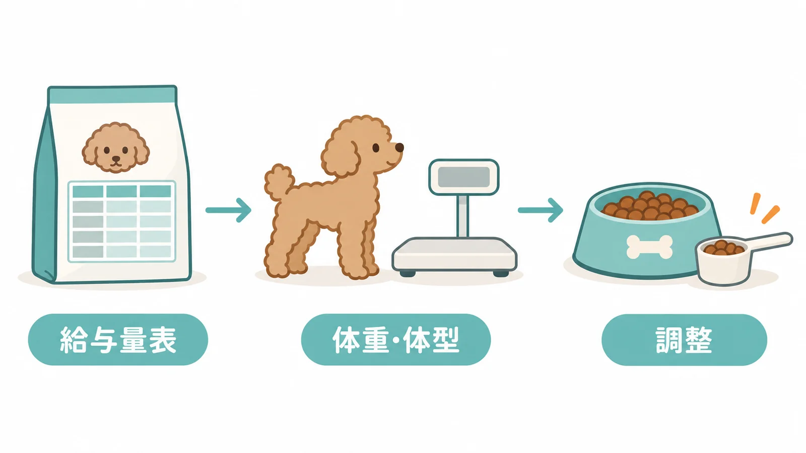 シニアのトイプードルの給与量と切り替え方