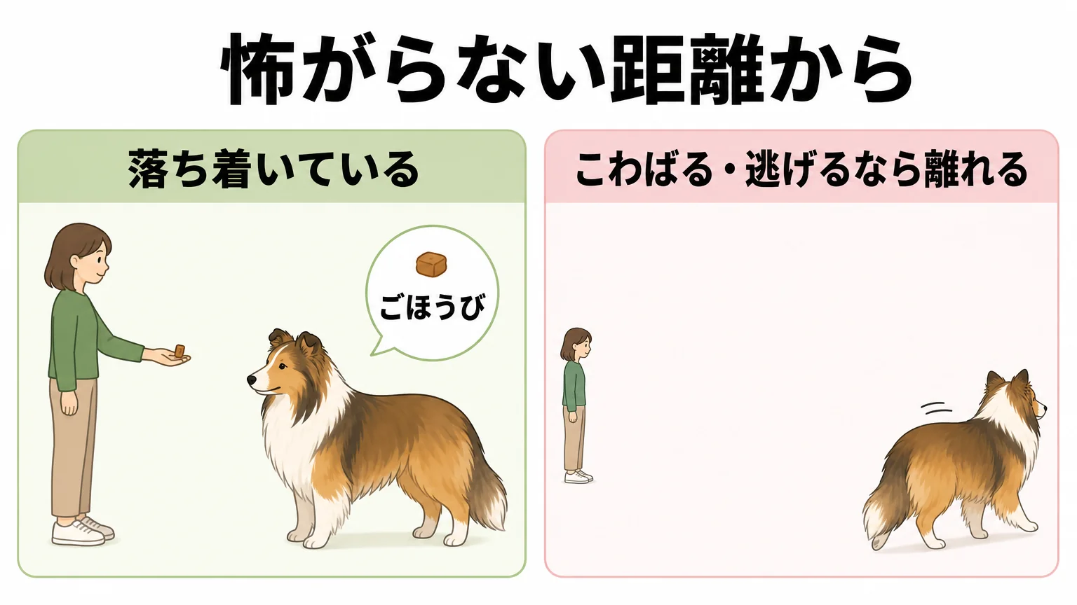 シェルティに合った接し方としつけのポイント