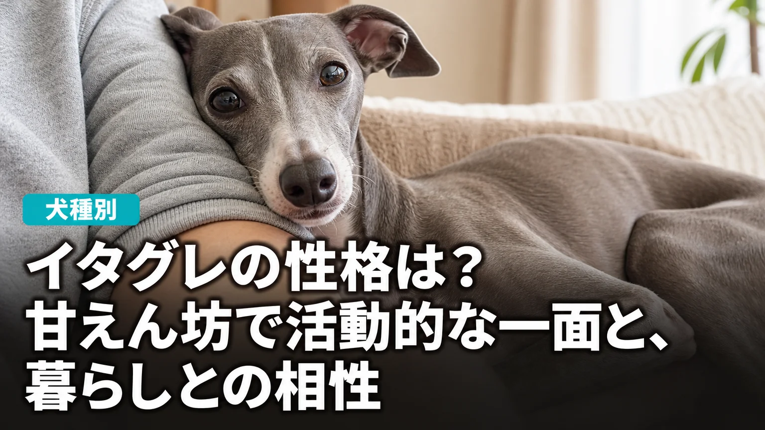 イタグレの性格は？甘えん坊で活動的な一面と、暮らしとの相性