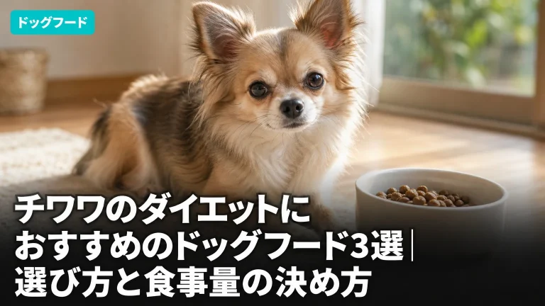 チワワのダイエットにおすすめのドッグフード3選｜選び方と食事量の決め方