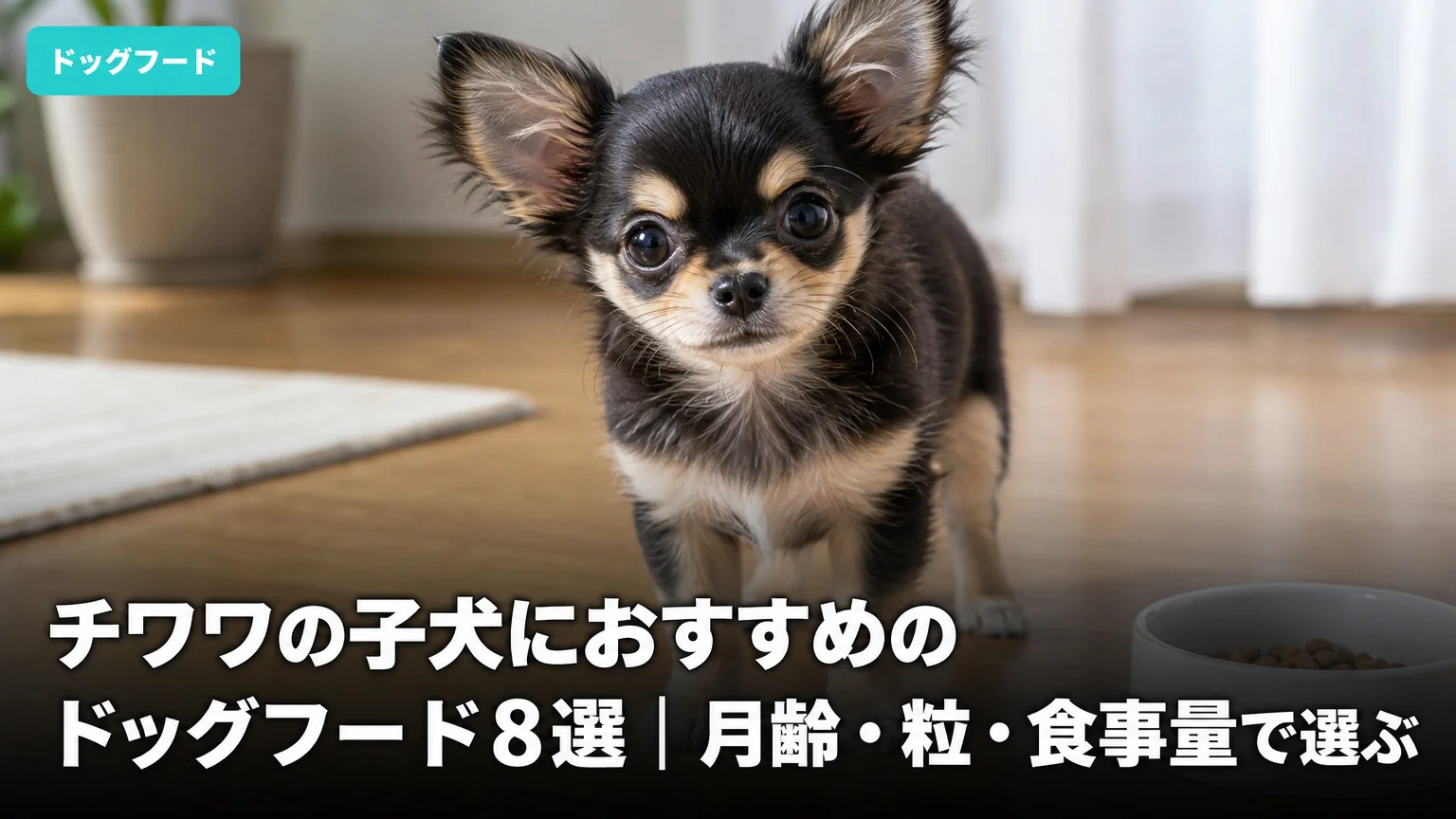 チワワの子犬におすすめのドッグフード8選｜月齢・粒・食事量で選ぶ