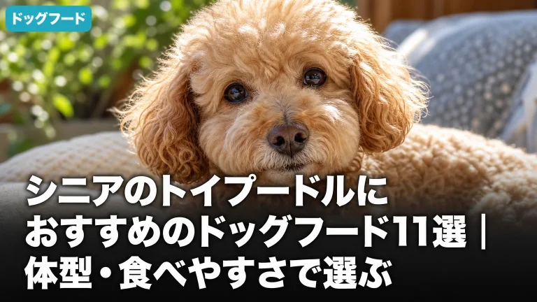シニアのトイプードルにおすすめのドッグフード11選｜体型・食べやすさで選ぶ